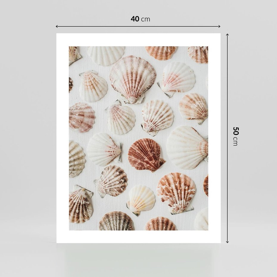 Plakat bez ramy 40x50 - Morska Delikatność: Muszelki na Białym Tle - kompozycja, morskie muszelki na białym tle