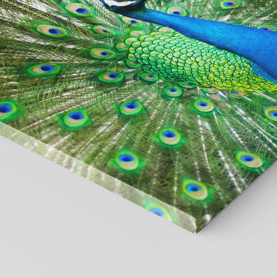 Obraz na płótnie 70x70 - Wspaniałość pawich piór - paw, pióra