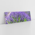 Obraz na płótnie 90x30 - Lawendowe pola piękno natury - lawenda, kwiaty