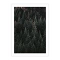 Plakat bez ramy 21x30 - Wysoko nad Iglastym Lasem - las, perspektywa