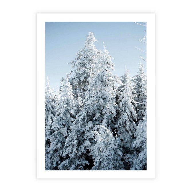 Plakat bez ramy 21x30 - Magia Śnieżnych Drzew - zima, iglaste drzewa