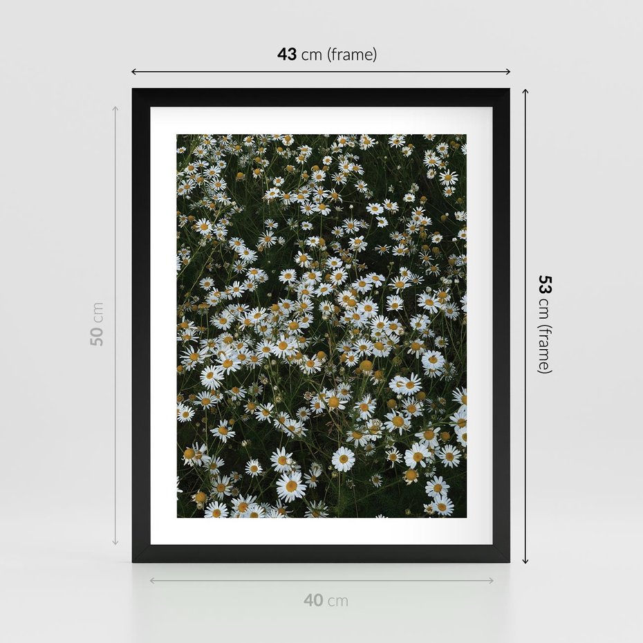 Plakat w ramie 40x50 - Stokrotkowa Idylla na Łące - łąka, stokrotki - rama czarna
