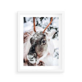 Plakat w ramie 40x50 - Renifer w Zimowej Krainie - renifer, zima - rama biała