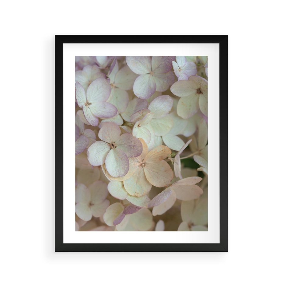 Plakat w ramie 40x50 - Kwiatowy taniec - kwiaty, hortensje - rama czarna