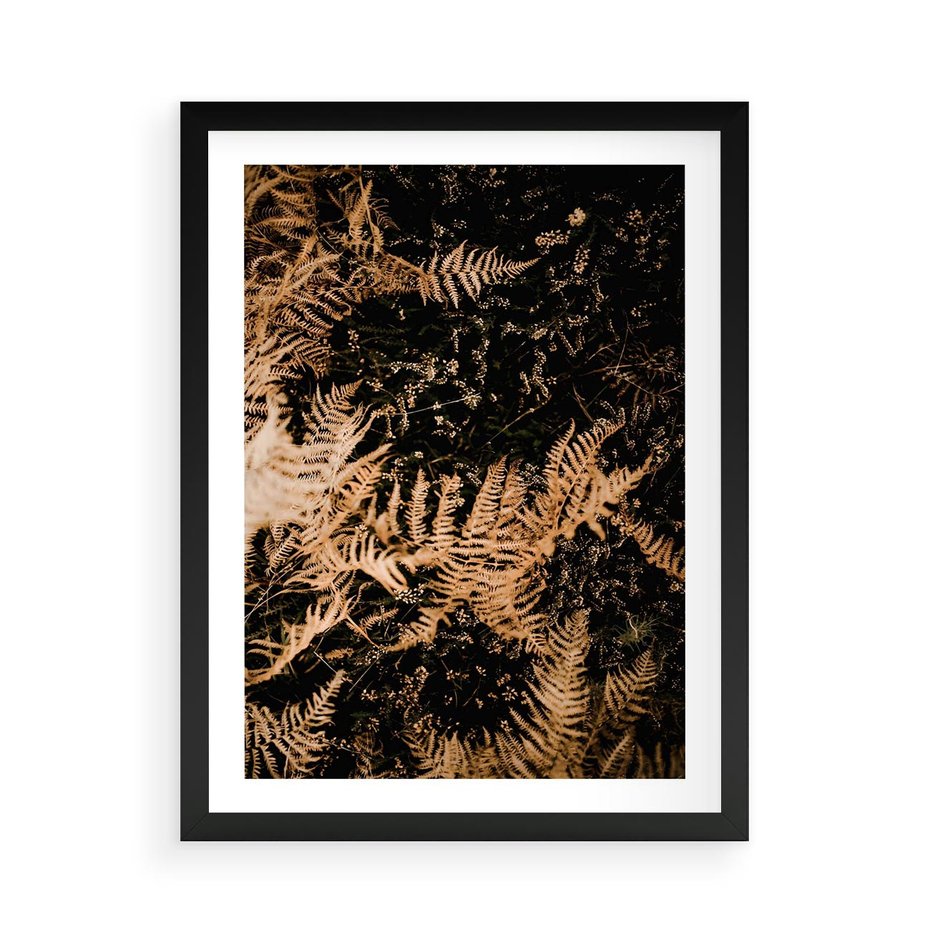 Plakat w ramie 50x70 - Jesienne Paprocie: Kolorowa Paleta Natury - paprocie, jesień - rama czarna