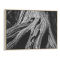 Obraz w ramie 100x70 - Siła Natury - czarno biała fotografia, korzenie wielkiego drzewa - rama drewno