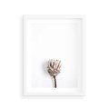 Plakat w ramie 30x40 - Suszona Roślina na Białym Tle - minimalizm, suszona roślina - rama biała