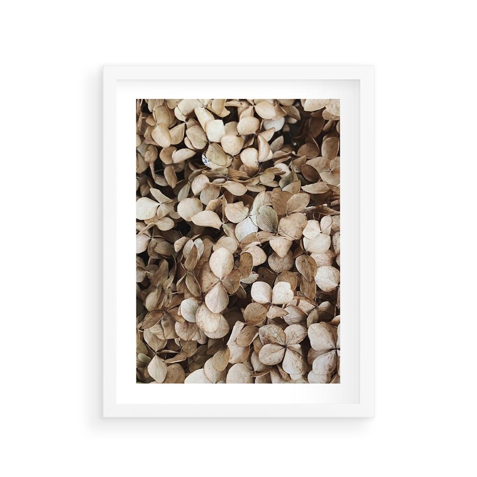 Plakat w ramie 30x40 - Delikatność Hortensji: Kompozycja Kwiatów w Beżu - hortensja, odcienie beżu - rama biała