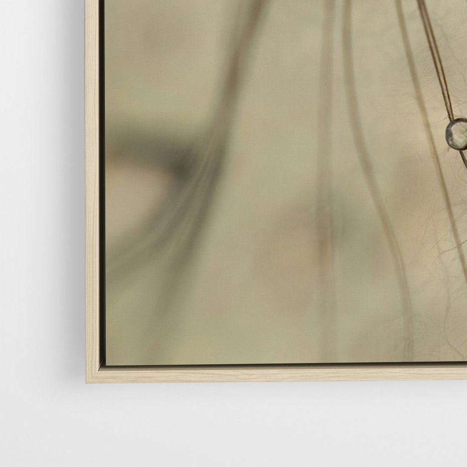 Obraz w ramie 50x70 - Delikatność dmuchawców - dmuchawce, krople - rama drewno