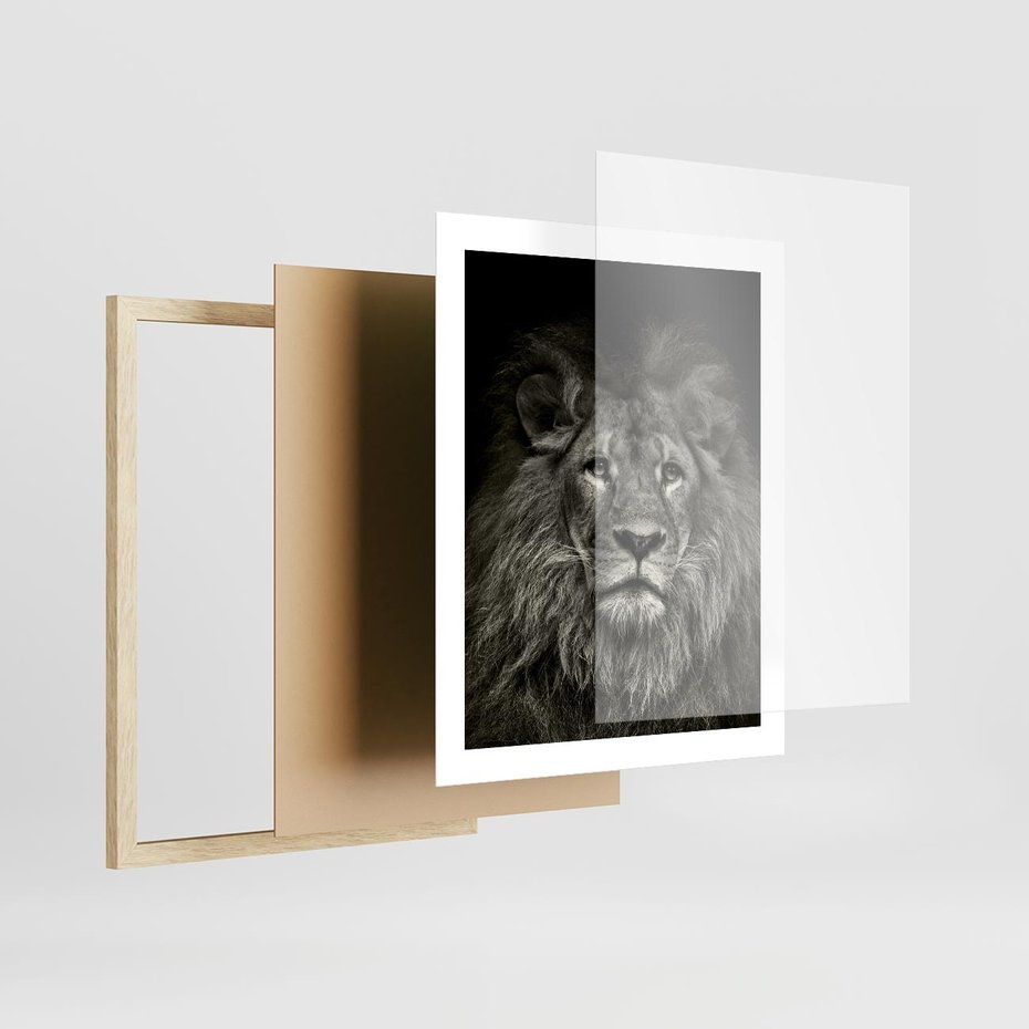 Plakat w ramie 40x50 - Moc lewego spojrzenia - lew, czarno - rama drewno