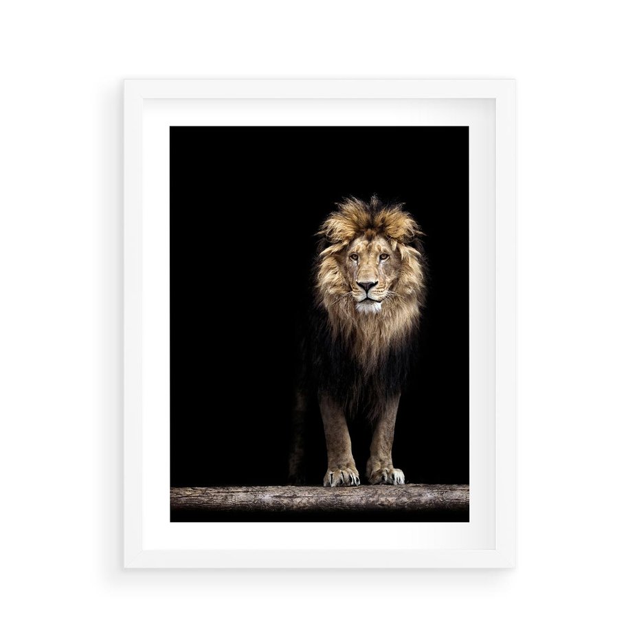 Plakat w ramie 40x50 - Lew: dzikie piękno natury - lew, dzikie - rama biała