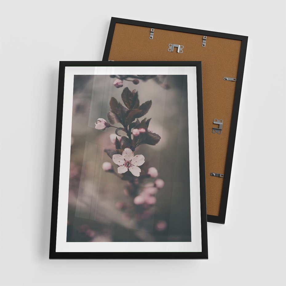 Plakat w ramie 50x70 - Przemijający Urok - kwitnąca, wiśnia - rama czarna