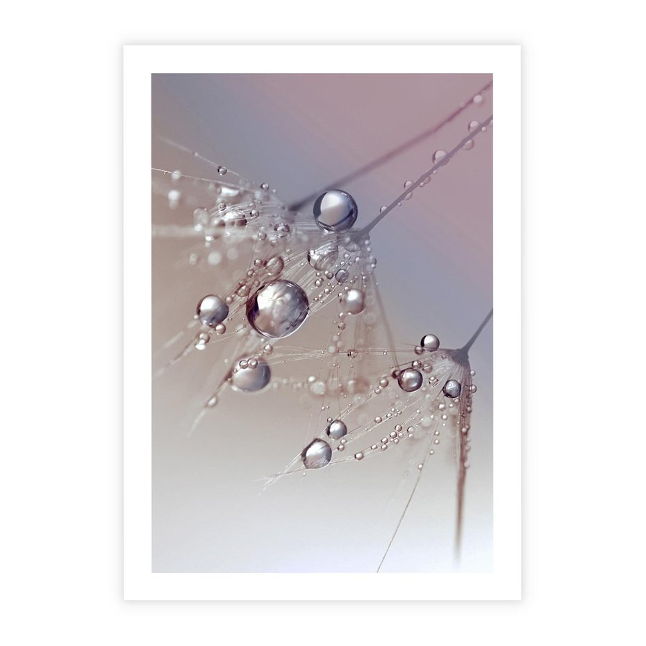 Plakat bez ramy 21x30 - Delikatne Natchnienie - krople, dmuchawce