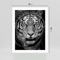 Plakat bez ramy 40x50 - Tygrys Czarno-Biały: Siła i Delikatność - tygrys, czarno