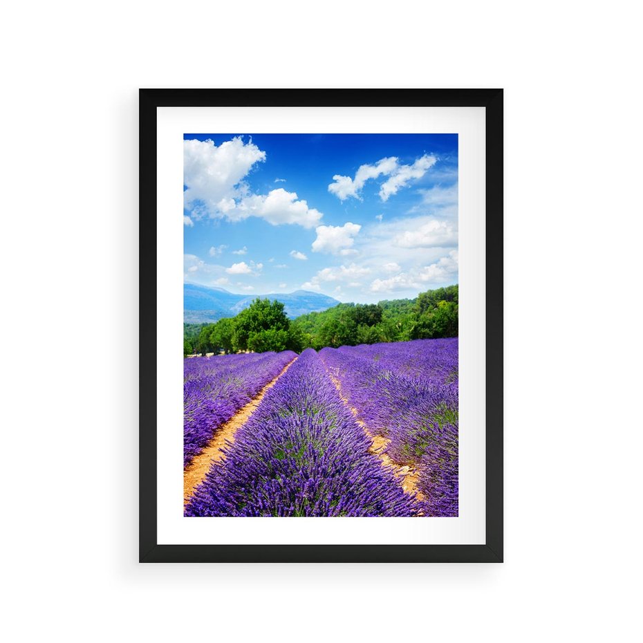 Plakat w ramie 30x40 - Prowansalska Lawenda - lawenda, prowansja - rama czarna