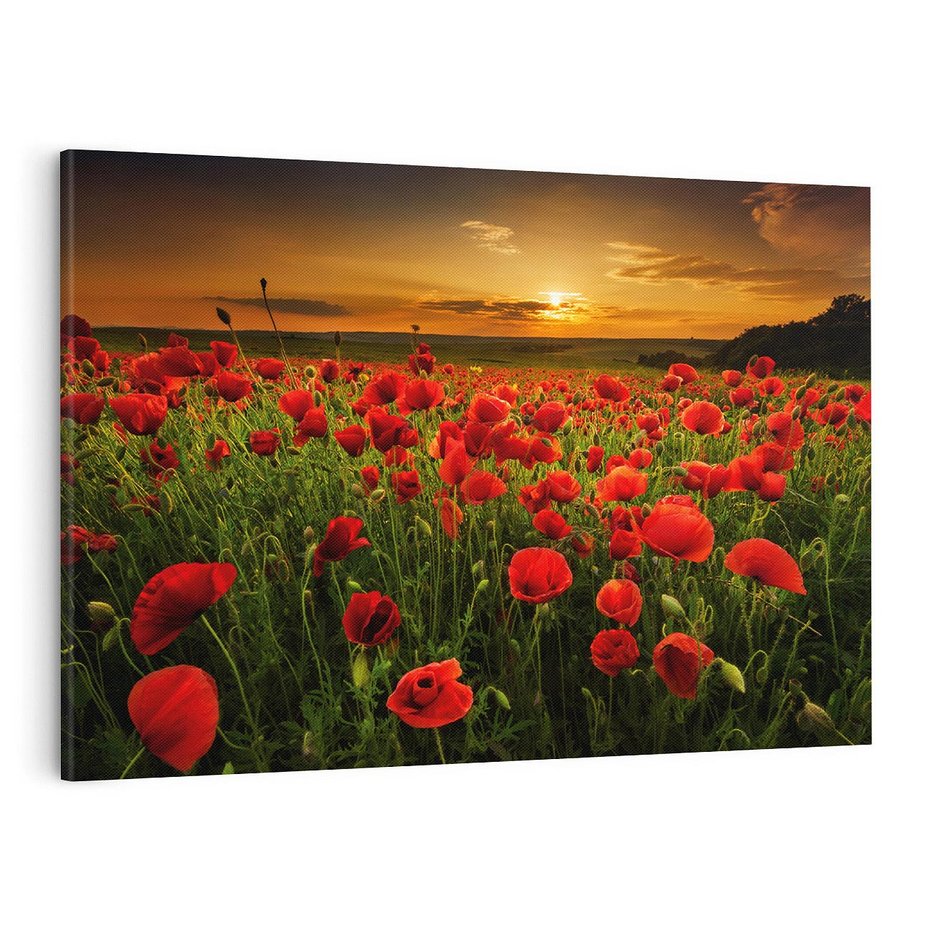 Obraz na płótnie 100x70 - Maki na łące: Przebudzenie wiosny - mak, maki