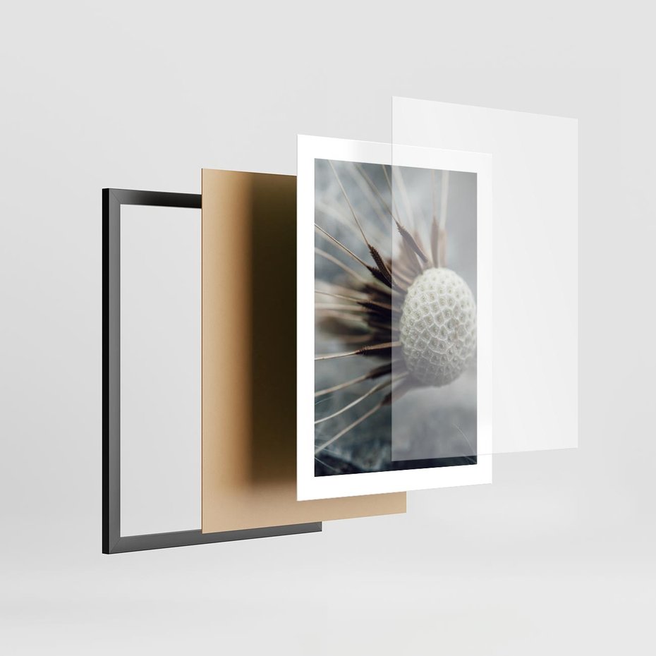 Plakat w ramie 30x40 - Makro Dmuchawiec - dmuchawiec, zbliżenie - rama czarna