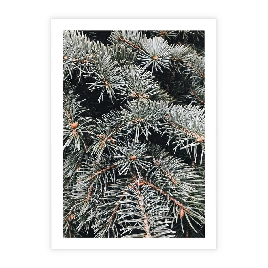Plakat bez ramy 30x40 - Zima na Gałęziach - sosnowe gałęzie, igły