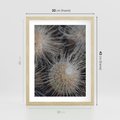 Plakat w ramie 30x40 - Ulotna Piękność Natury - makro, dmuchawce - rama drewno