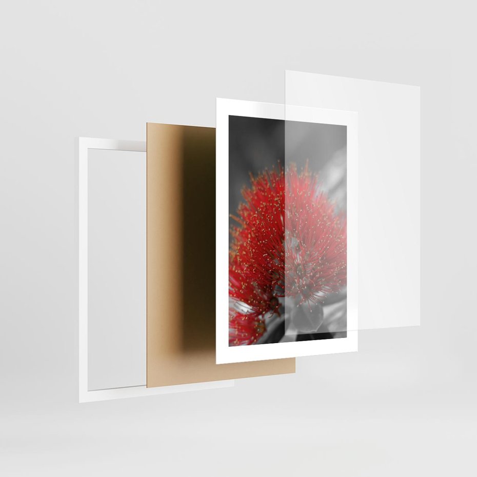 Plakat w ramie 30x40 - Ukwiał na rafie koralowej - ukwiał, rafa - rama biała