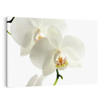 Obraz na płótnie 120x80 - Kwiatowe piękno - kwiat, kwiaty