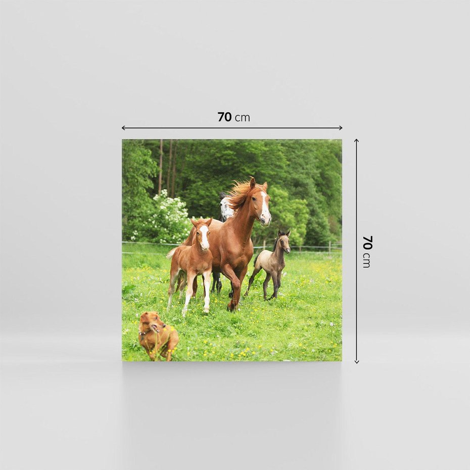 Obraz na płótnie 70x70 - Galopujące konie - konie, galop