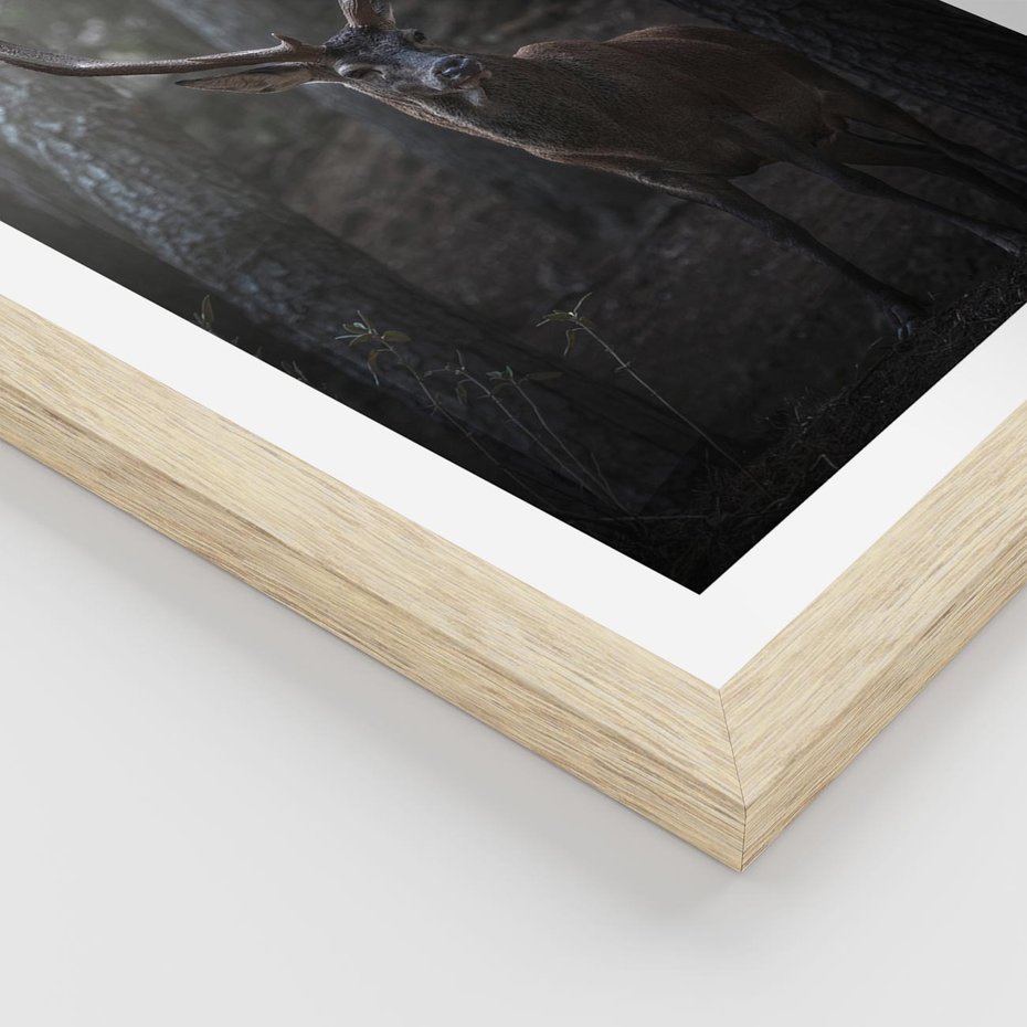 Plakat w ramie 30x40 - Jeleń wśród lasu - jeleń, las - rama drewno