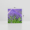 Obraz na płótnie 70x70 - Lawendowe pola piękno natury - lawenda, kwiaty