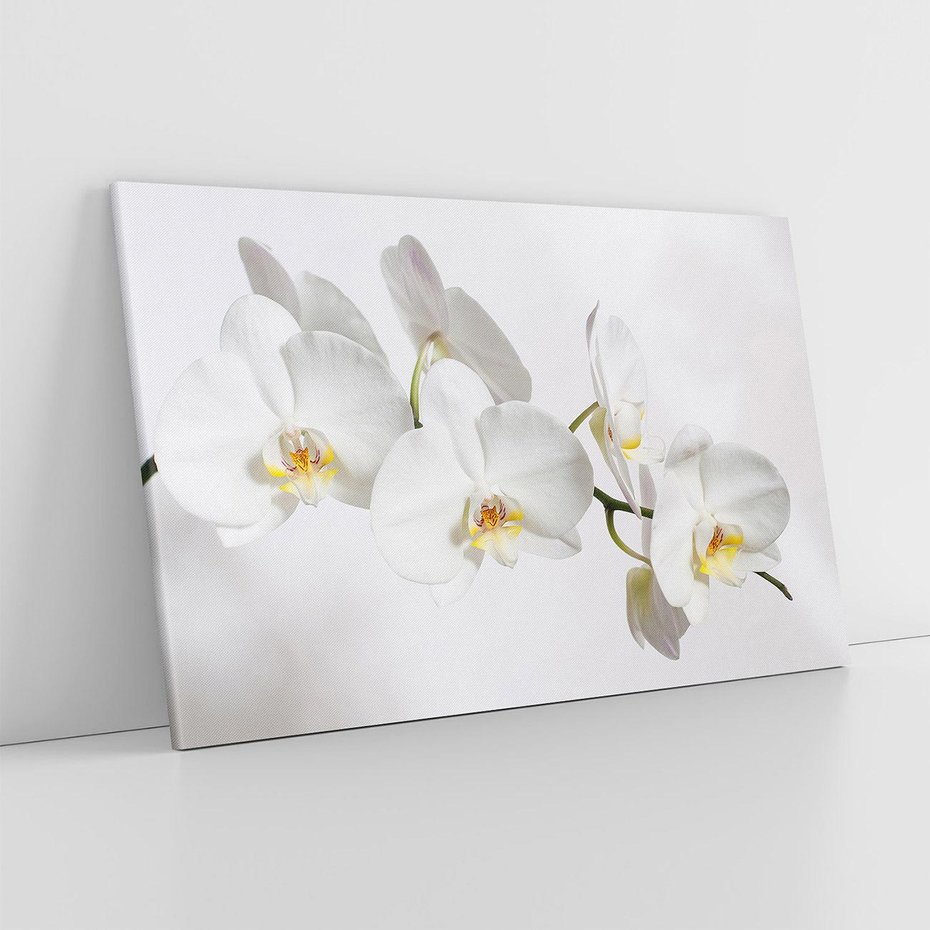 Obraz na płótnie 120x80 - Orchidea Kwiat - orchidea, kwiat