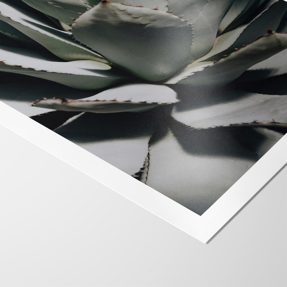 Plakat bez ramy 21x30 - Egzotyczny Raj - sukulenty, kaktusy