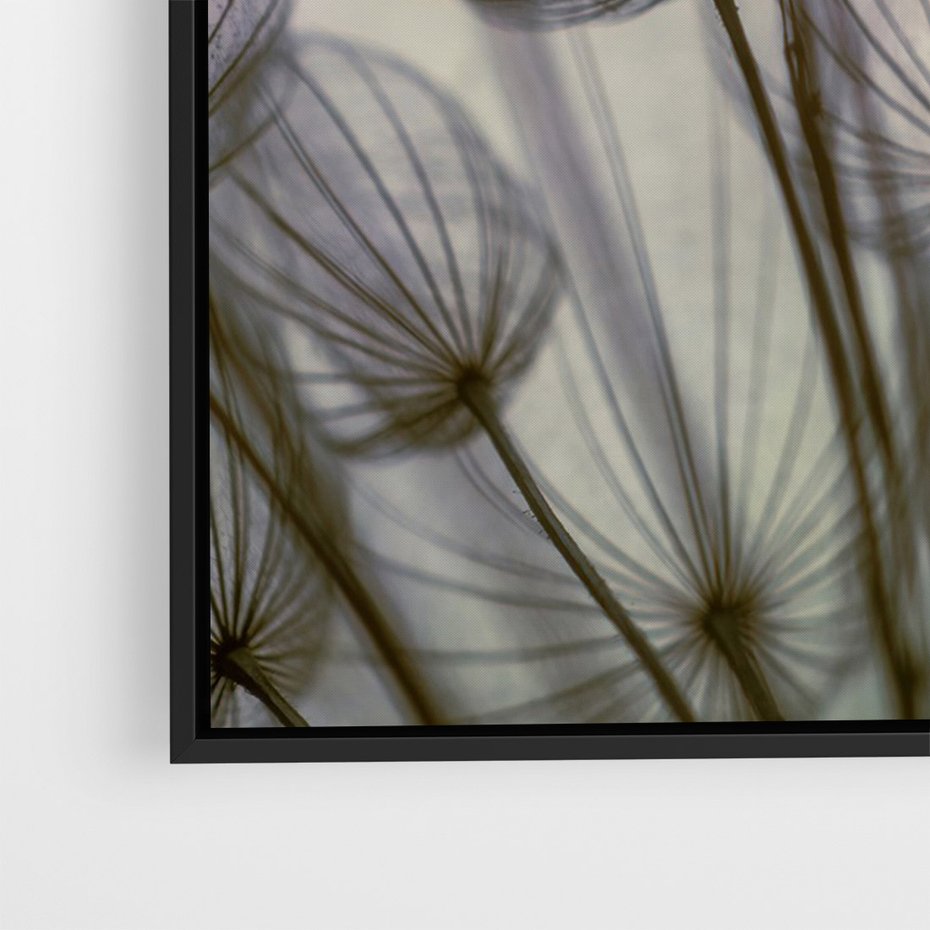 Obraz w ramie 70x100 - Makro dmuchawiec - piękno drobnych detali - dmuchawce, makro - rama czarna