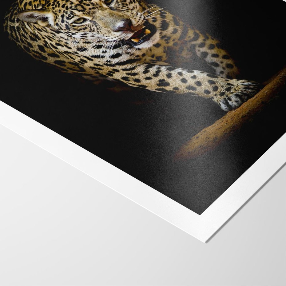 Plakat bez ramy 40x50 - Elegancja lamparta - lampart, pantera