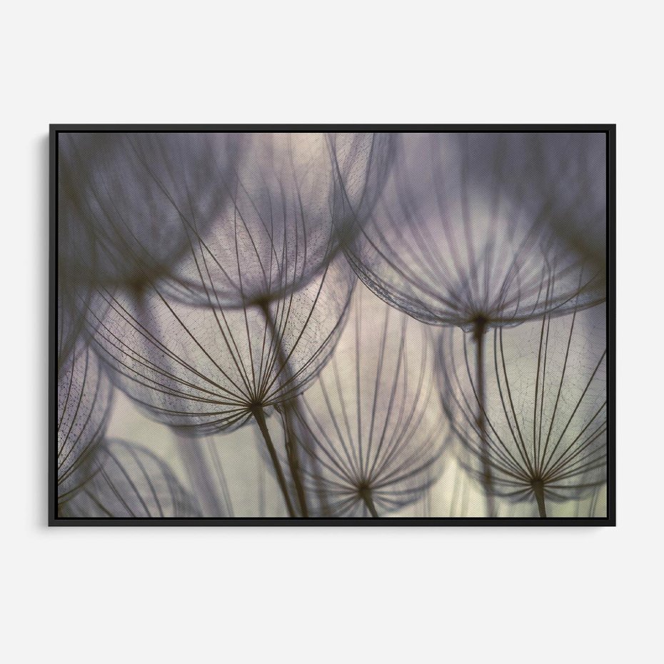 Obraz w ramie 100x70 - Makro dmuchawiec - piękno drobnych detali - dmuchawce, makro - rama czarna