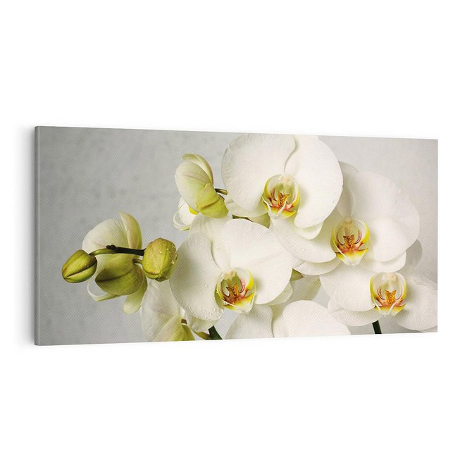 Obraz na płótnie 100x50 - Elegancka uroda orchidei - orchidea, kwiaty