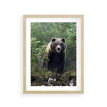 Plakat w ramie 50x70 - Spotkanie z Niedźwiedziem w Lesie - niedźwiedź, las - rama drewno