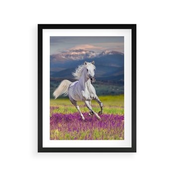Plakat w ramie 50x70 - Koń Góry: Spotkanie z Wielką Przyrodą - koń, góry - rama czarna