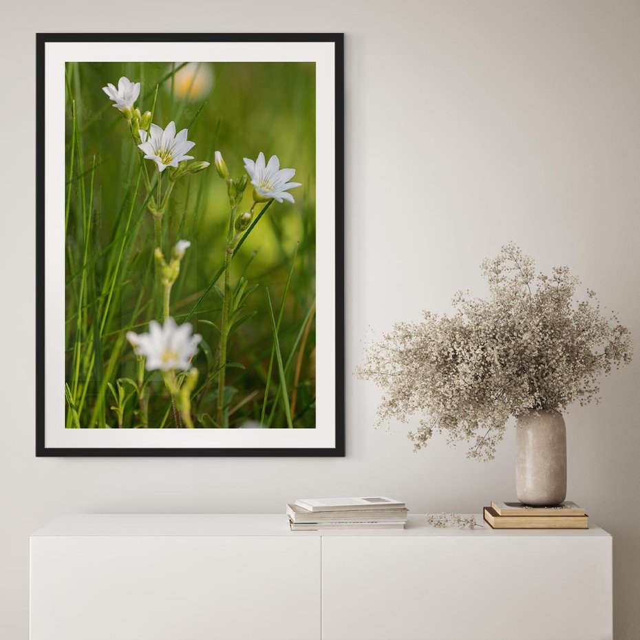 Plakat bez ramy 40x50 - Kolorowa łąka - stokrotki, łąka