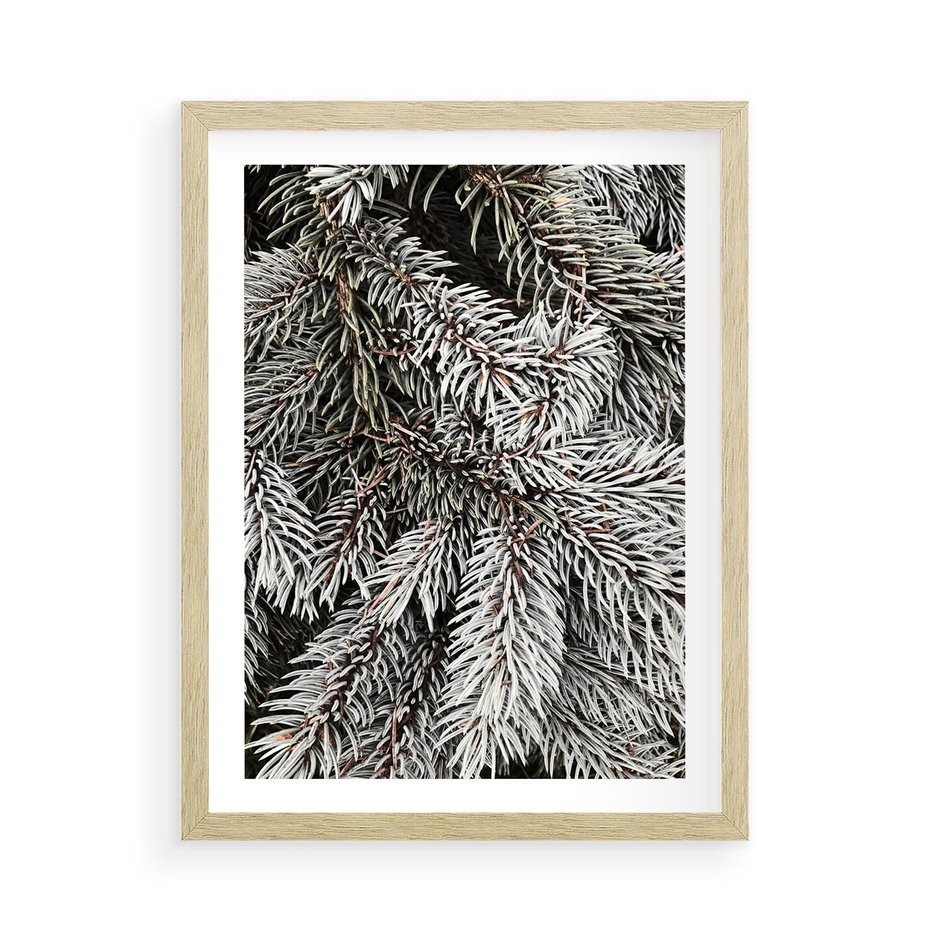 Plakat w ramie 50x70 - Cisza Zimowej Natury - zima, iglaste gałązki - rama drewno