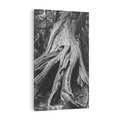 Obraz na płótnie 80x120 - Siła Natury - czarno biała fotografia, korzenie wielkiego drzewa