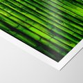Plakat bez ramy 21x30 - Bambusowy urok zielonej harmonii - bambus, zieleń