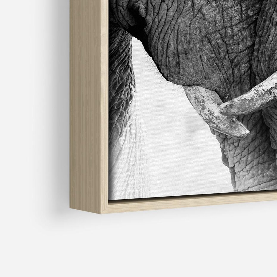 Obraz w ramie 80x80 - Spotkanie Mądrości - fotografia czarno biała, dwa słonie - rama drewno