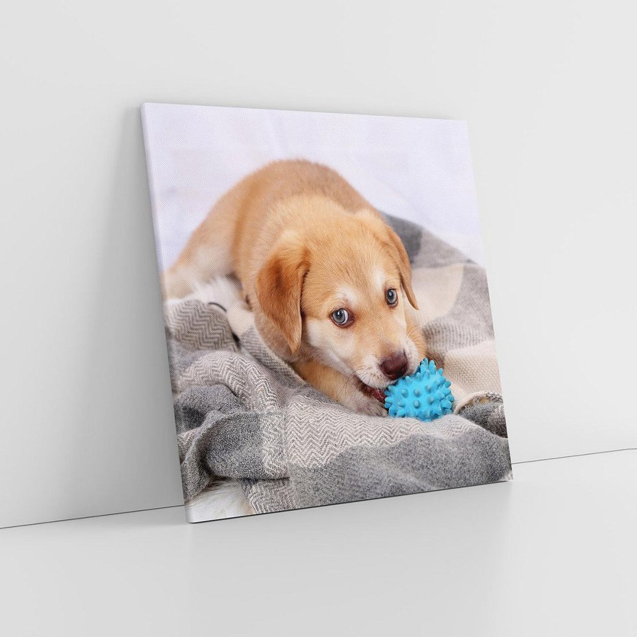 Obraz na płótnie 80x80 - Radość w zabawie: Piesek jako najlepszy przyjaciel - pies, piesek