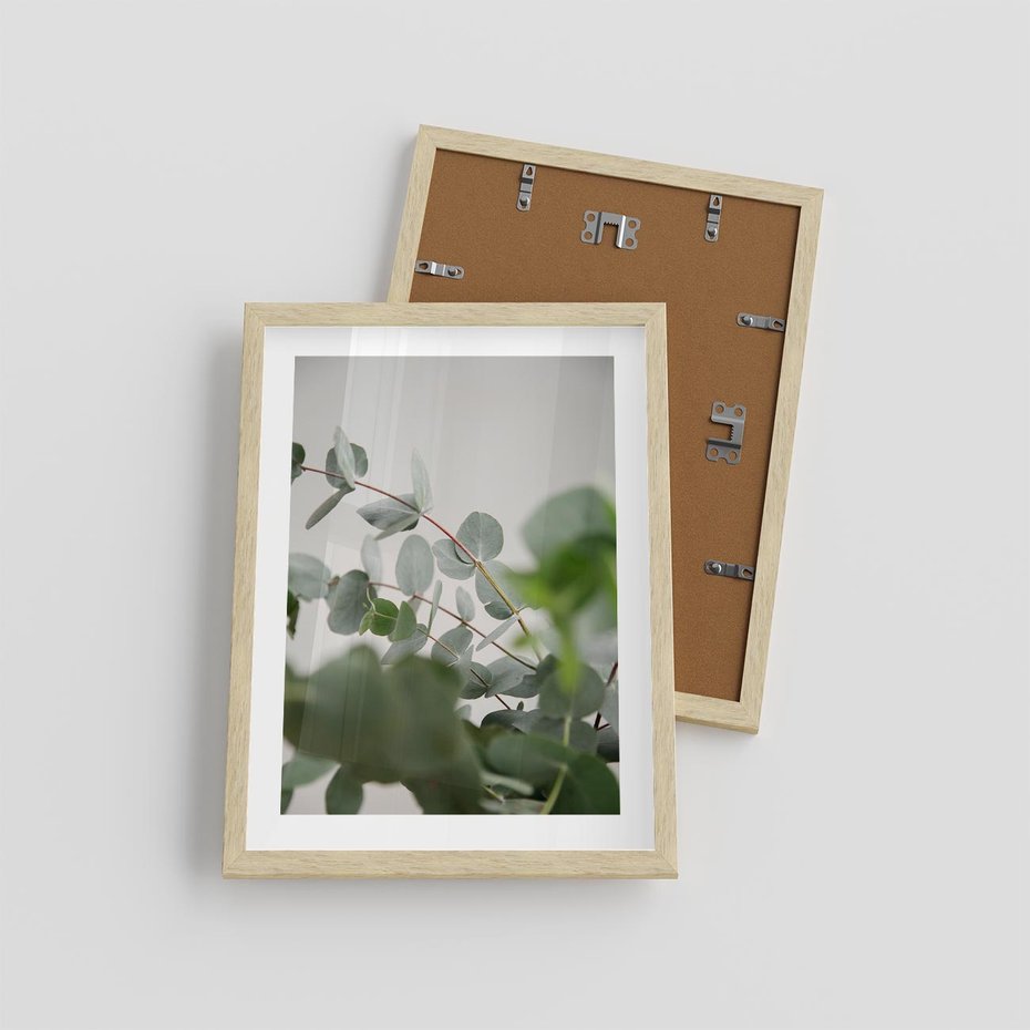 Plakat w ramie 30x40 - Liście eukaliptusa w naturze - eukaliptus, liście - rama drewno