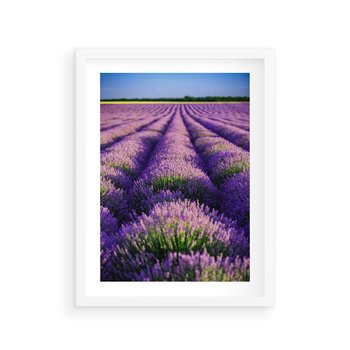 Plakat w ramie 30x40 - Malownicze Pole Lawendy - lawenda, pole - rama biała