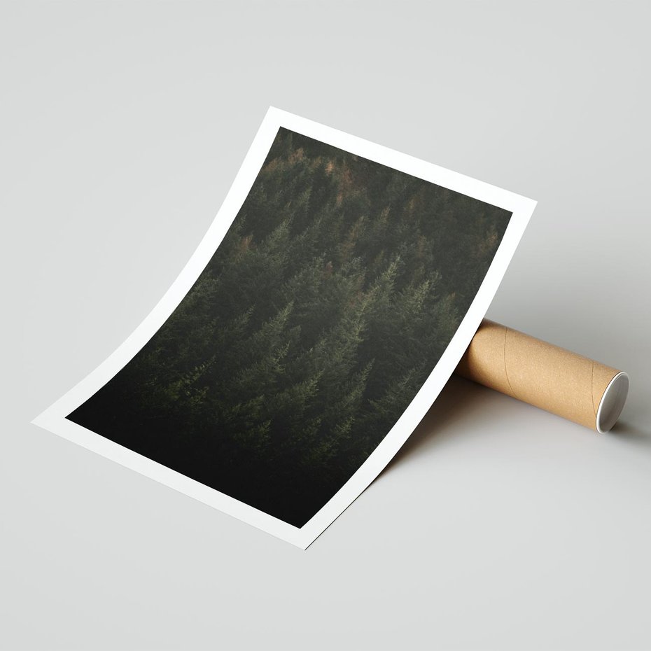 Plakat bez ramy 40x50 - Ciemny las iglasty - las, iglasty