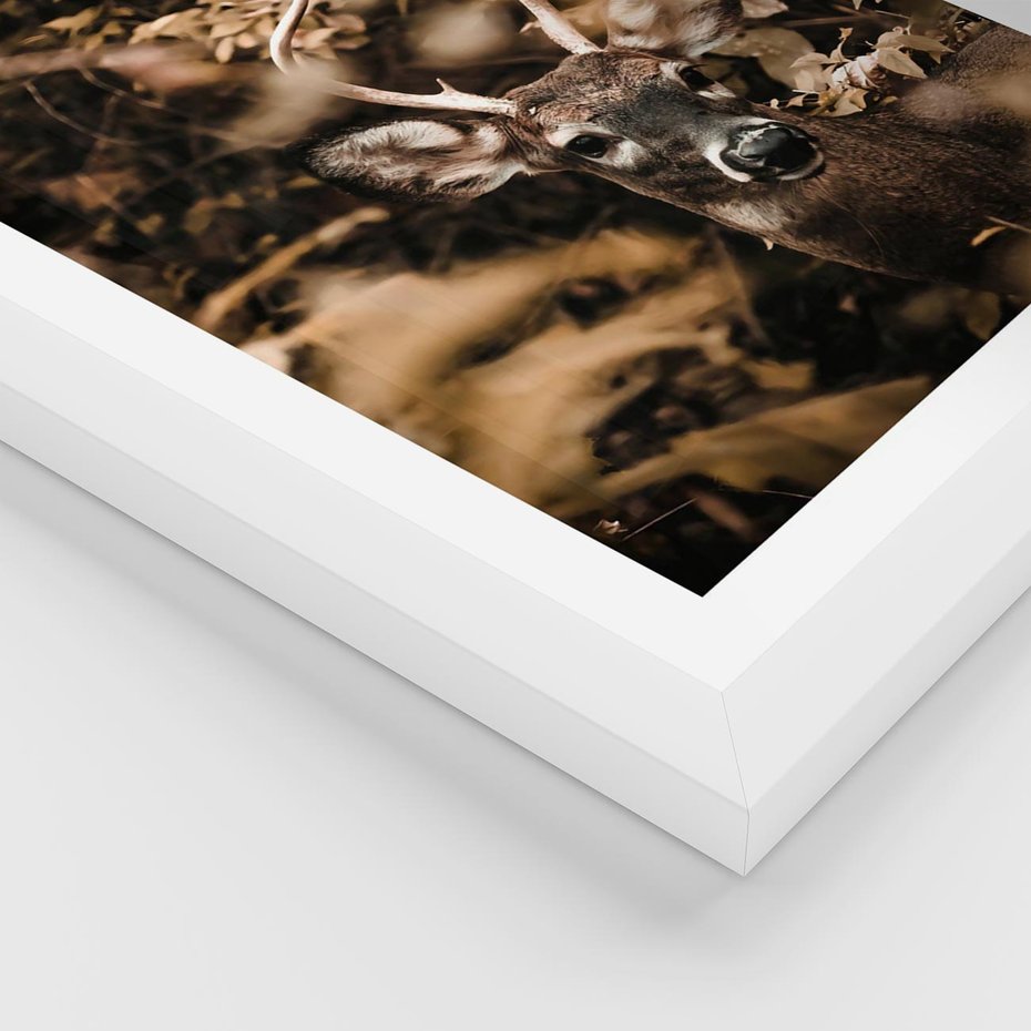 Plakat w ramie 30x40 - Jesienny Jeleń w Lesie - jeleń, w lesie - rama biała
