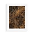 Plakat w ramie 50x70 - Szlachetna Suchość Traw - trawy, suche trawy - rama biała
