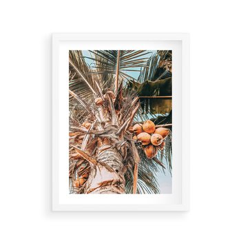 Plakat w ramie 30x40 - Tropikalna Palma: Fotografia z Kokosami - palma kokosowa, kokosy - rama biała