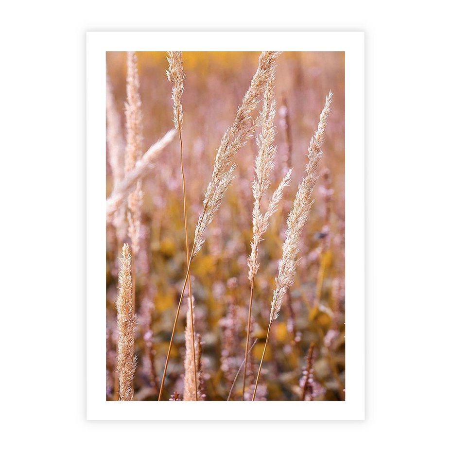Plakat bez ramy 50x70 - Sucha Trawa w Sierpniu - trawy, łąka