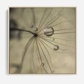 Obraz w ramie 80x80 - Delikatność dmuchawców - dmuchawce, krople - rama drewno